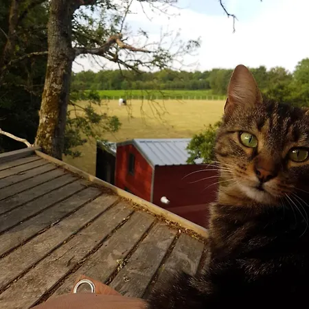 En Materiaux Naturels Sauna, Couchers De Soleil Et Chevaux